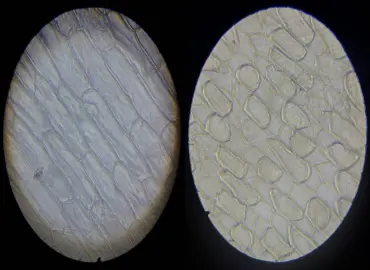 Microcosmosul prin lentila științei